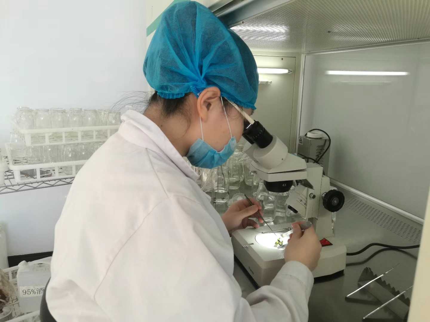 深夜视频免费在线观看苗，深夜视频免费在线观看，组织培养