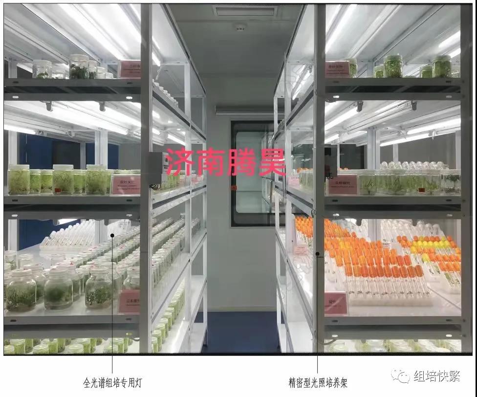 组织培养，深夜视频免费在线观看架，深夜视频免费在线观看疑问